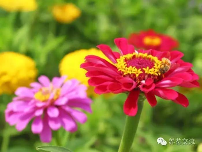 致富花草种植技术视频_种植致富的花草_种植花卉致富