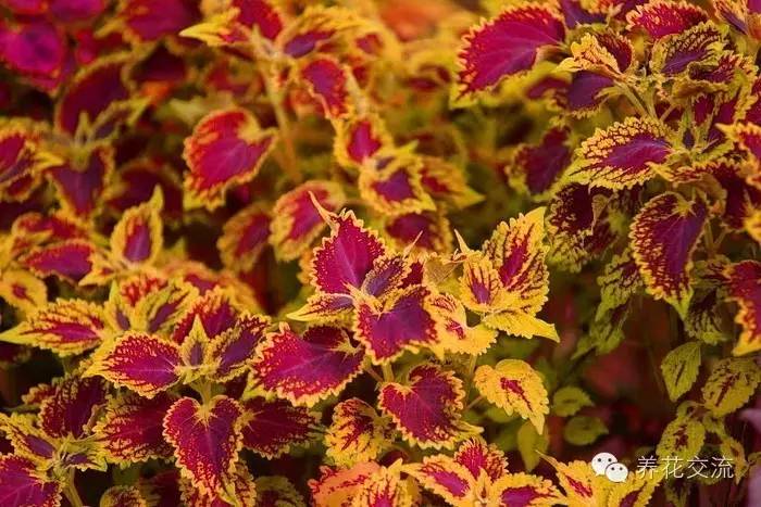 致富花草种植技术视频_种植花卉致富_种植致富的花草