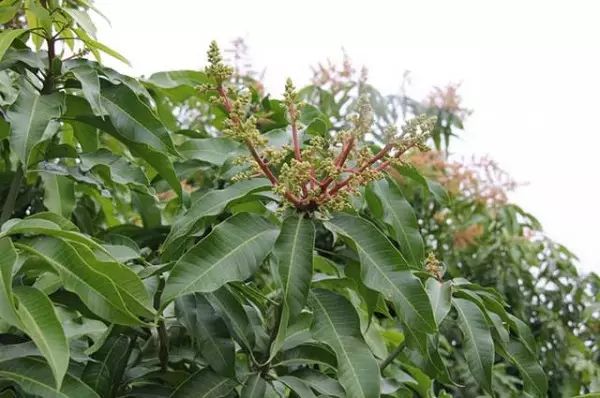 致富经芒果_种植芒果致富项目_致富芒果种植项目介绍