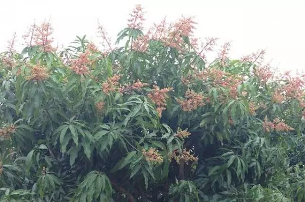 种植芒果致富项目_致富芒果种植项目介绍_致富经芒果