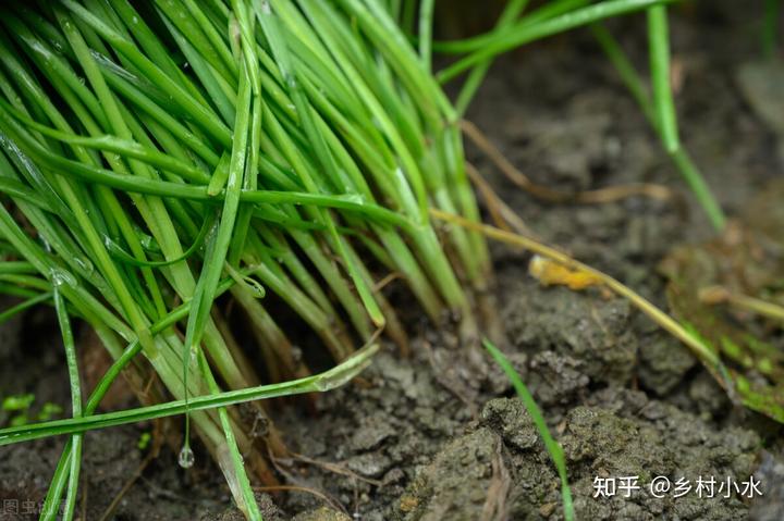 种植韭菜技术_韭菜种植技术与管理方法_韭菜种植技术视频教程