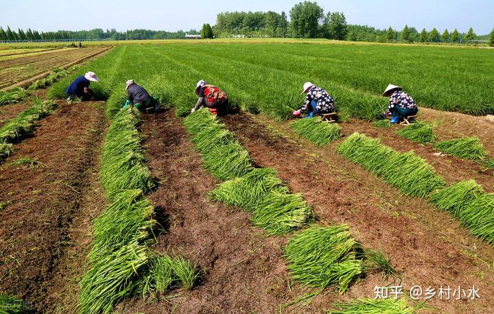 种植韭菜技术_韭菜种植技术视频教程_韭菜种植技术与管理方法