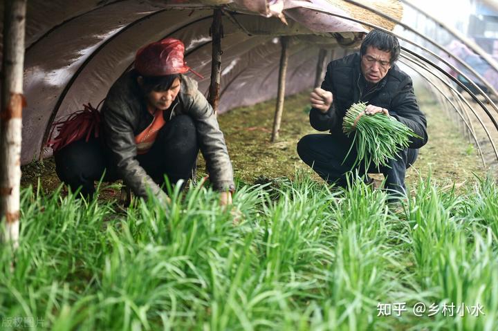 种植韭菜技术_韭菜种植技术与管理方法_韭菜种植技术视频教程