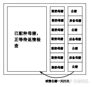 后备母猪养殖技术视频_后备母猪饲养管理视频_后备母猪饲养技术视频