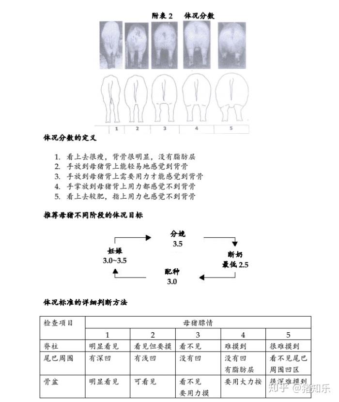 后备母猪饲养技术视频_后备母猪养殖技术视频_后备母猪饲养管理视频