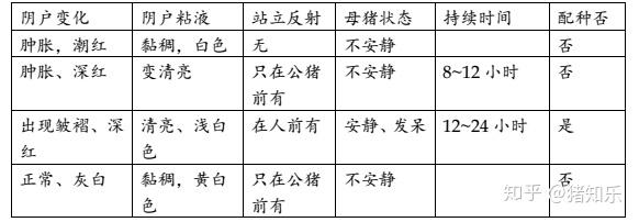 后备母猪饲养技术视频_后备母猪饲养管理视频_后备母猪养殖技术视频