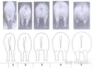 后备母猪饲养管理视频_后备母猪饲养技术视频_后备母猪养殖技术视频