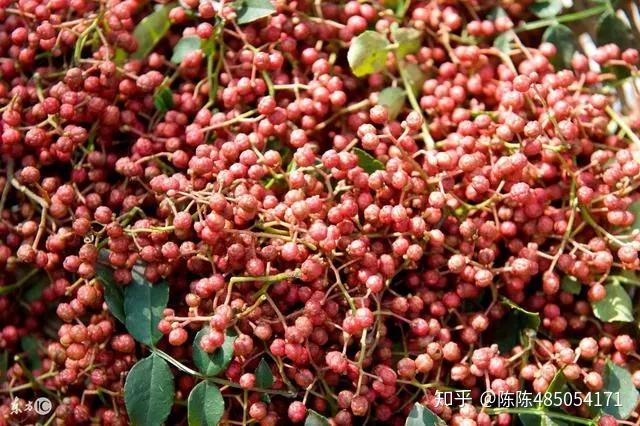 致富种植视频全集_农村致富节目种植_农村致富栏目