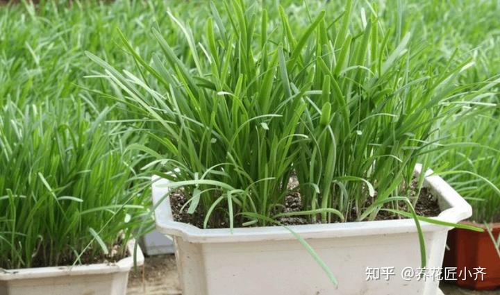 种植韭菜技术_大棚韭菜种植技术_韭菜种植技术与管理方法