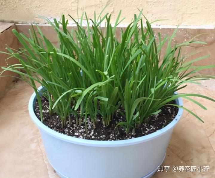 种植韭菜技术_韭菜种植技术与管理方法_大棚韭菜种植技术