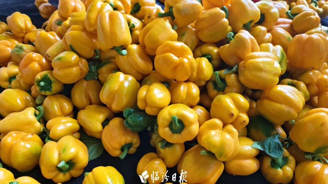 菜椒怎么种植视频_菜椒种植技术视频_椒种植时间和方法