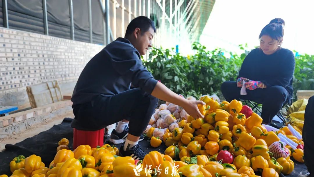 菜椒种植技术视频_椒种植时间和方法_菜椒怎么种植视频