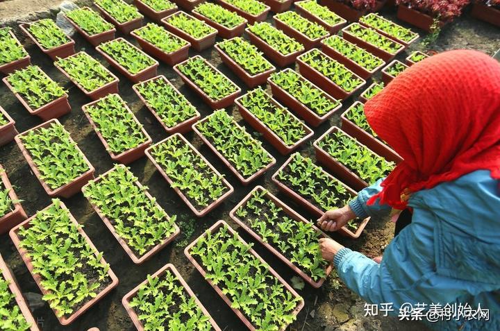 农村致富节目种植_农业节目致富经种植视频_致富经cctv7视频全集种植