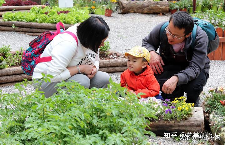 致富经cctv7视频全集种植_农村致富节目种植_农业节目致富经种植视频