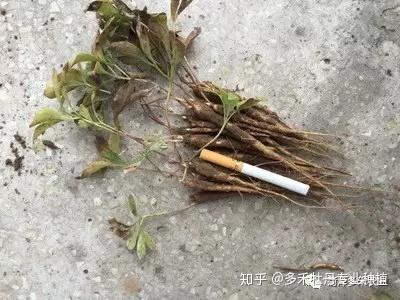 药用芍药、无公害白芍栽培技术要领