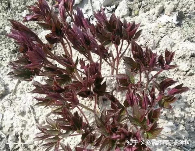 阳雀菌怎么保存_阳雀菌种植技术图_阳雀菌怎么吃