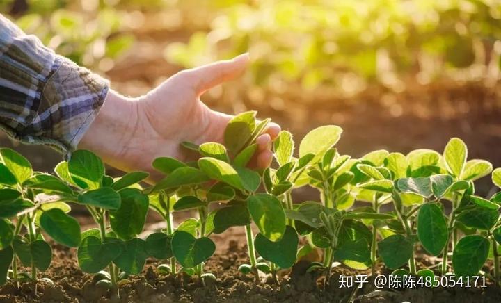 农村致富节目种植_农业节目致富经种植视频_农村致富栏目