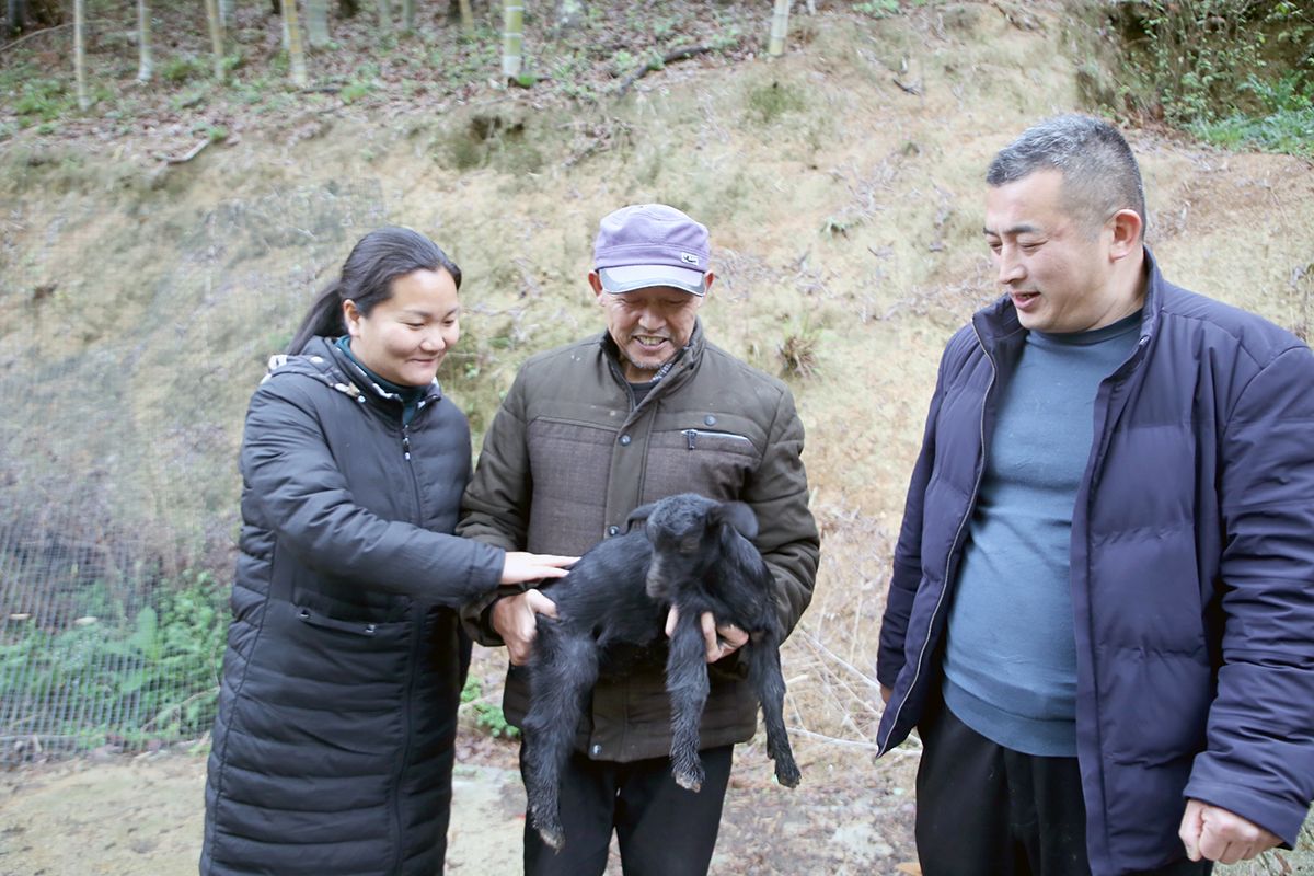 养殖山羊致富方法_致富山羊养殖方法图片_致富经山羊养殖技术视频