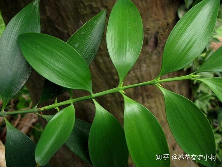 椒的种植技术_种指天椒赚钱吗_小指天椒种植技术