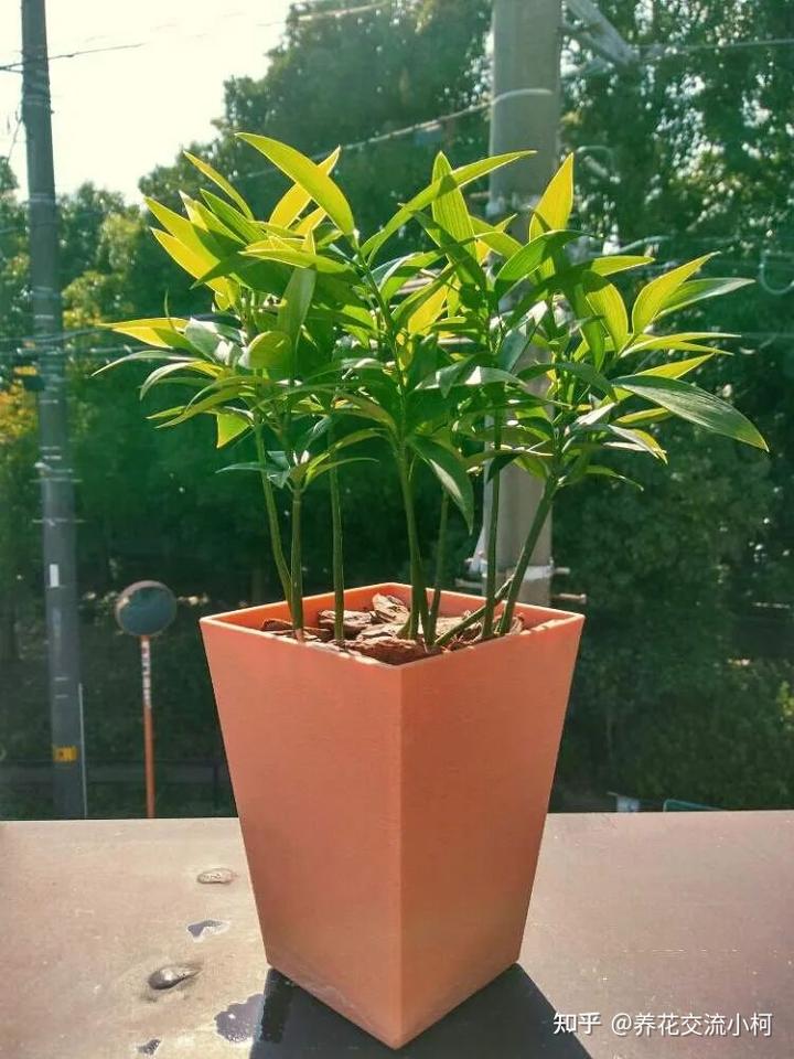 种指天椒赚钱吗_椒的种植技术_小指天椒种植技术