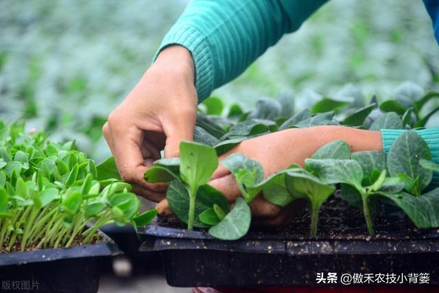 蔬菜大棚苦瓜种植技术要点_蔬菜大棚苦瓜种植技术视频_蔬菜大棚种植苦瓜技术