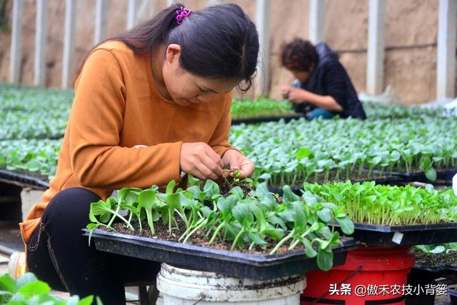 蔬菜大棚苦瓜种植技术视频_蔬菜大棚种植苦瓜技术_蔬菜大棚苦瓜种植技术要点