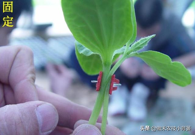 蔬菜大棚种植苦瓜技术_蔬菜大棚苦瓜种植技术要点_蔬菜大棚苦瓜种植技术视频