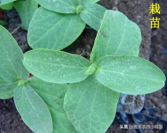 蔬菜大棚种植苦瓜技术_蔬菜大棚苦瓜种植技术视频_蔬菜大棚苦瓜种植技术要点