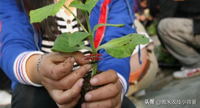 蔬菜大棚苦瓜种植技术视频_蔬菜大棚种植苦瓜技术_蔬菜大棚苦瓜种植技术要点