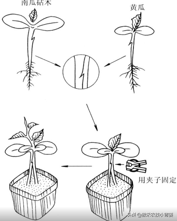 蔬菜大棚苦瓜种植技术要点_蔬菜大棚种植苦瓜技术_蔬菜大棚苦瓜种植技术视频