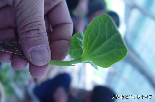 蔬菜大棚苦瓜种植技术视频_蔬菜大棚苦瓜种植技术要点_蔬菜大棚种植苦瓜技术