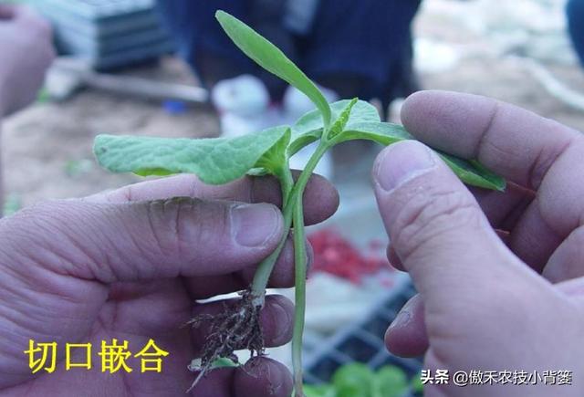 蔬菜大棚苦瓜种植技术要点_蔬菜大棚苦瓜种植技术视频_蔬菜大棚种植苦瓜技术