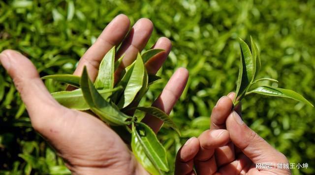 茶叶致富经_茶叶种植致富模式_茶农致富