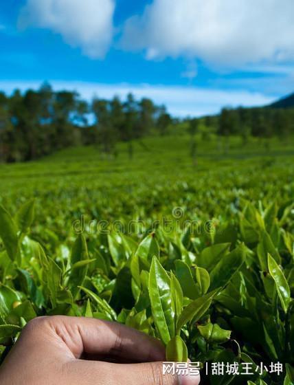 茶叶致富经_茶农致富_茶叶种植致富模式