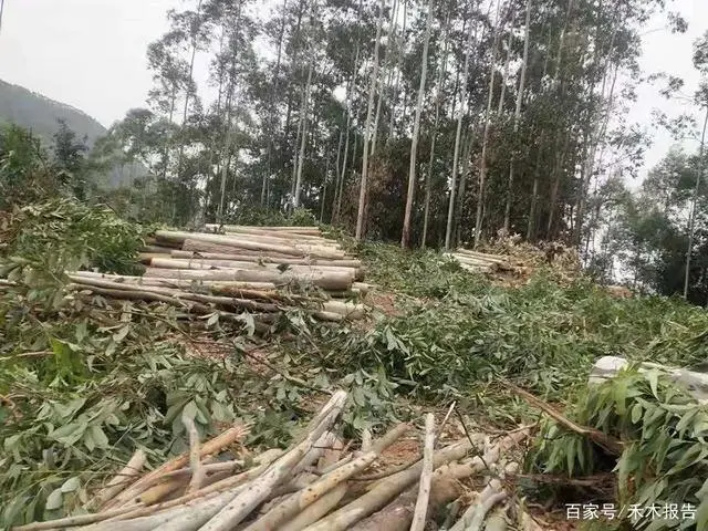 致富经种树的创业项目_致富树种植_种树致富全部视频