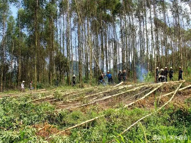 致富树种植_致富经种树的创业项目_种树致富全部视频