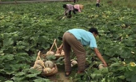 南瓜种植栽培方法_栽培南瓜种植技术要点_南瓜种植栽培技术