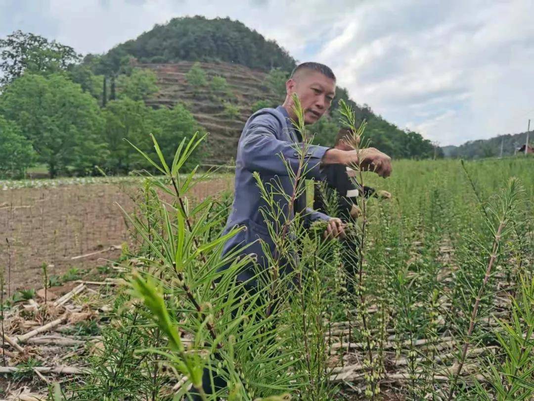 养殖致富的中药_中药养殖技术_中药养殖什么最赚钱