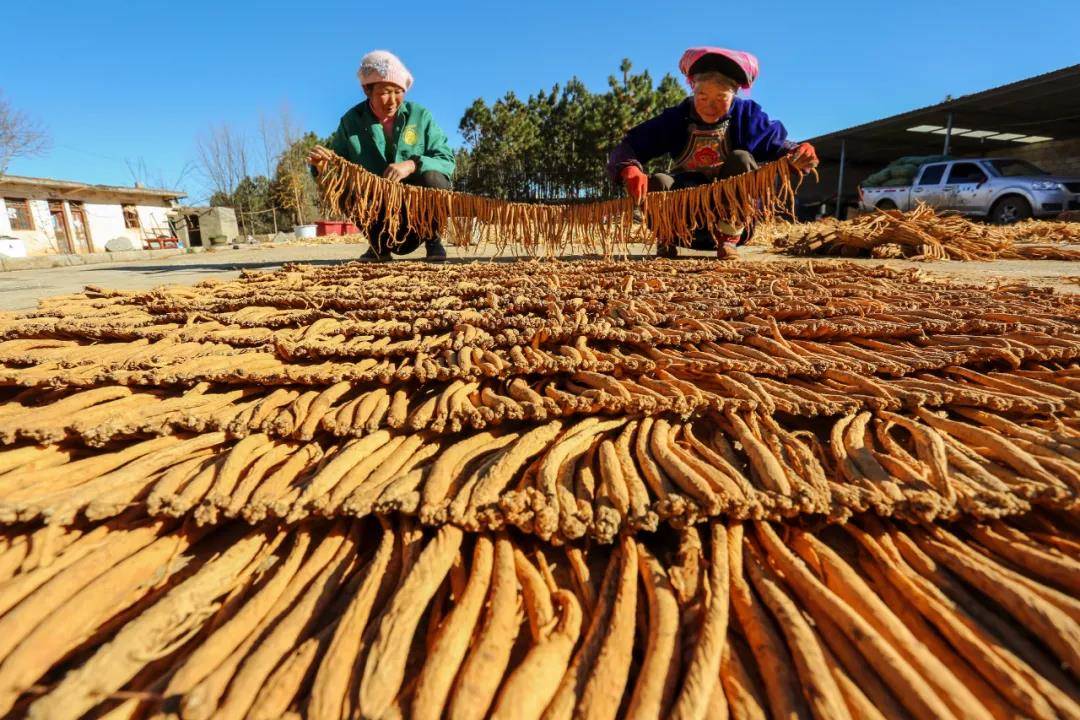 中药养殖技术_中药养殖什么最赚钱_养殖致富的中药