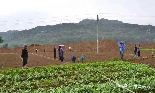 致富种植农村东西的句子_农村种植致富新项目_农村种植致富的东西