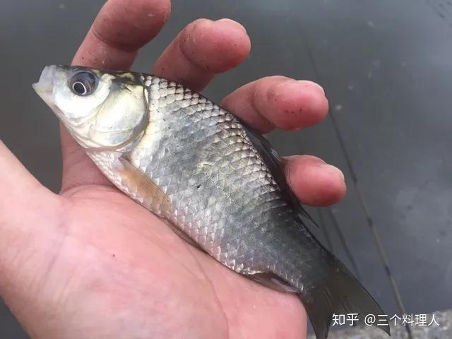 豫选黄河鲫鱼养殖技术_黄河鲫好吗_黄河鲫鱼用什么饵料好