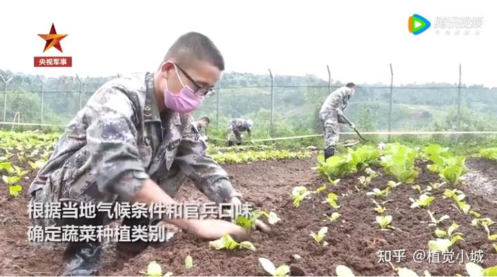 香菜室内种植技术要点_香菜室内种植方法_室内香菜的种植技术