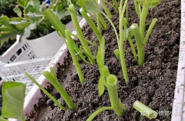 室内香菜的种植技术_香菜室内种植技术要点_香菜室内种植方法