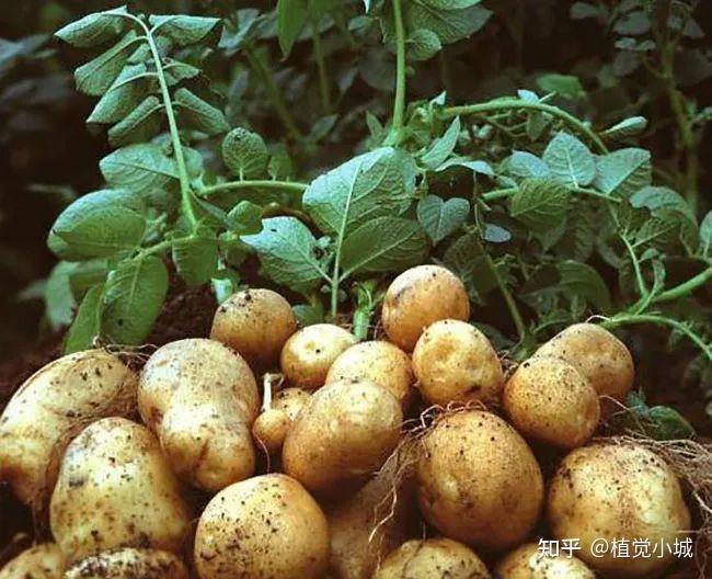 香菜室内种植技术要点_室内香菜的种植技术_香菜室内种植方法