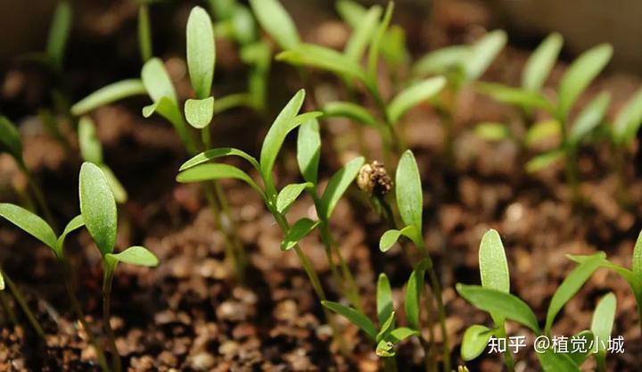 室内香菜的种植技术_香菜室内种植技术要点_香菜室内种植方法