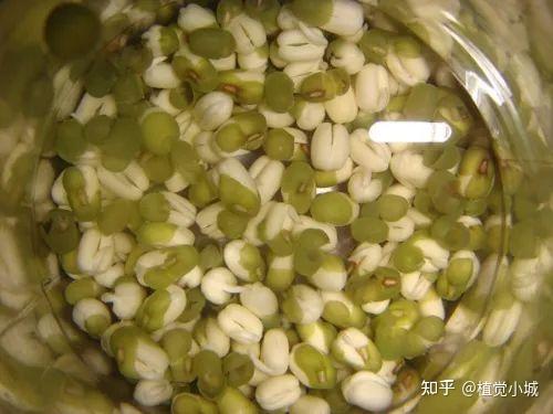 香菜室内种植技术要点_室内香菜的种植技术_香菜室内种植方法