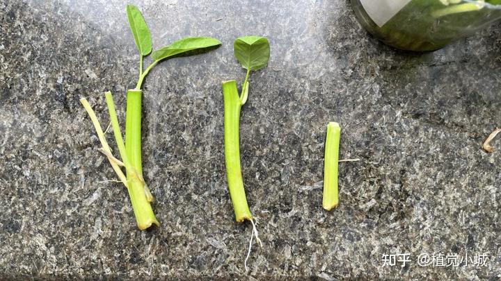 香菜室内种植方法_室内香菜的种植技术_香菜室内种植技术要点