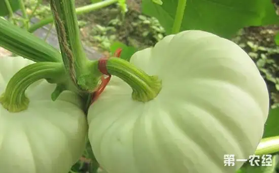 小型南瓜怎么种植？小型南瓜的春季大棚栽培技术