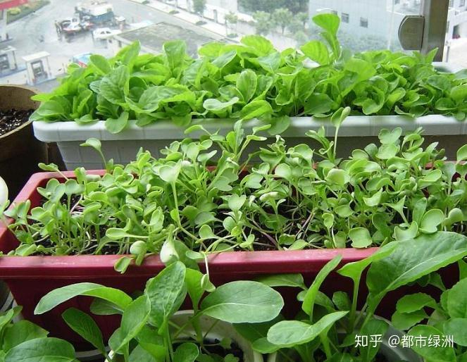 香菜室内种植技术要点_室内香菜的种植技术_香菜室内种植方法