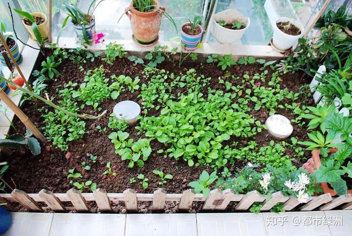 香菜室内种植方法_室内香菜的种植技术_香菜室内种植技术要点